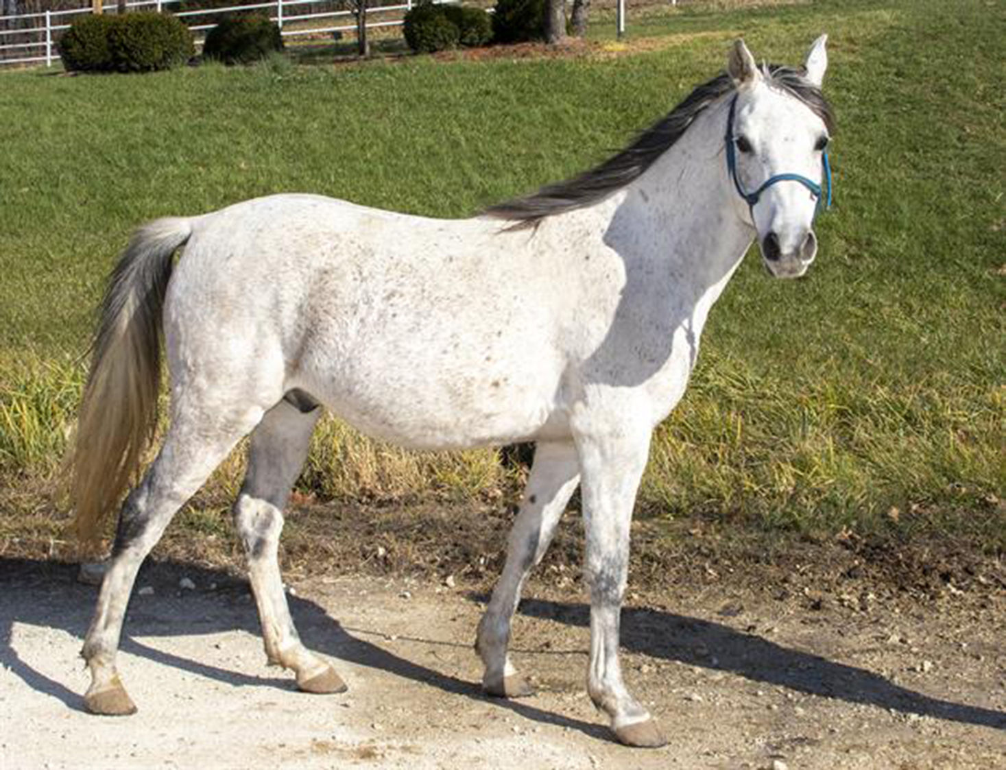 Last week's pet, still available: Mendora